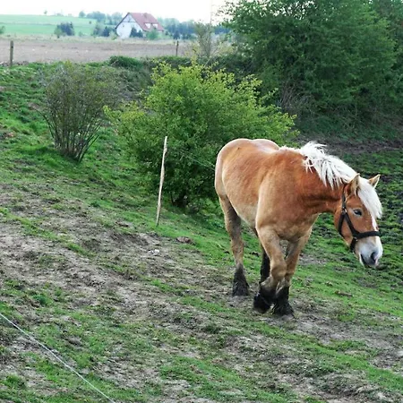 Oaza